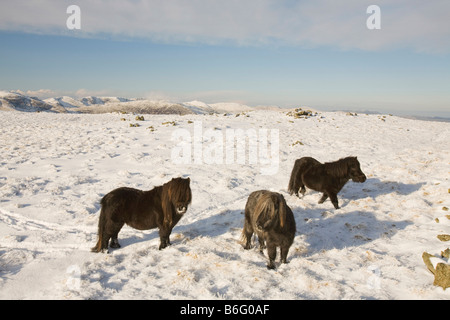 Cadde Pony s sulla Caudale Moor sopra Ambleside nel distretto del lago REGNO UNITO Foto Stock