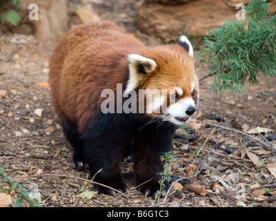 Maschio di panda rosso 6 anni in lo Zoo Biblico di Gerusalemme Israele Foto Stock