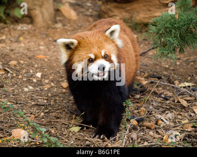 Maschio di panda rosso 6 anni in lo Zoo Biblico di Gerusalemme Israele Foto Stock