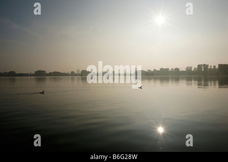 Due anatre nuoto e due doppie suns shining in acqua di lago Kralingse Rotterdam Paesi Bassi Serata nebbia Foto Stock