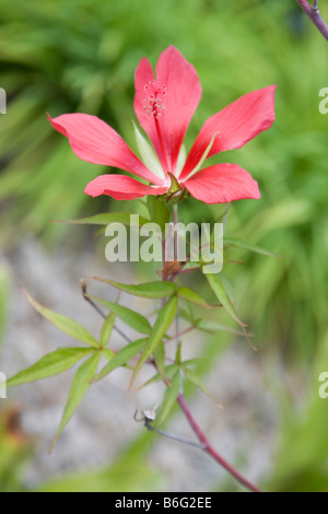 Scarlet Rosemallow o Texas Star Hibiscus coccineus Texas Stati Uniti 17 settembre Malvaceae fiore Foto Stock