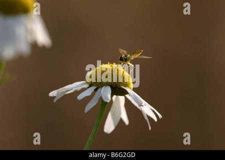 Hoverfly su marguerite o Margherita occhio di bue (Leucanthemum vulgare) Foto Stock