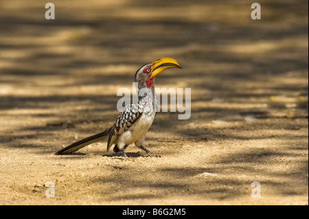 Southern Yellow-fatturati Hornbill giallo bill fatturati Tockus leucomelas sud-Afrika sud africa Bird big Tockus leucomelas Africa Foto Stock