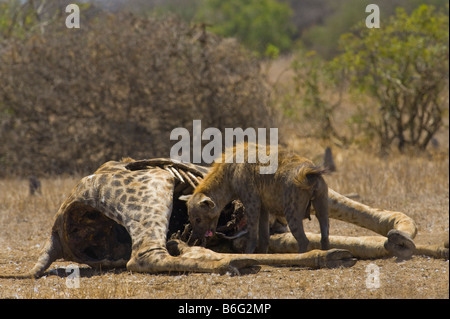 La fauna selvatica Spotted HYAENA carrion mangiare a sud-Afrika sud africa mangiando alimentazione alimentazione scavenger giraffe carrion eater feede Foto Stock
