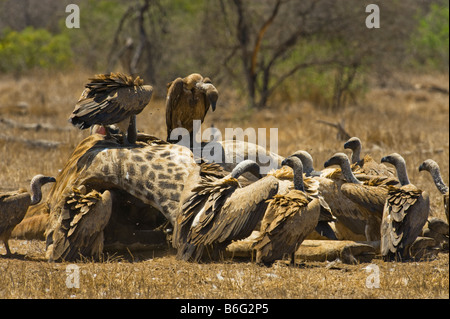 La fauna selvatica molte partite di avvoltoi vulture carrion mangiare a sud-Afrika sud africa mangiando alimentazione alimentazione scavenger giraffe Foto Stock