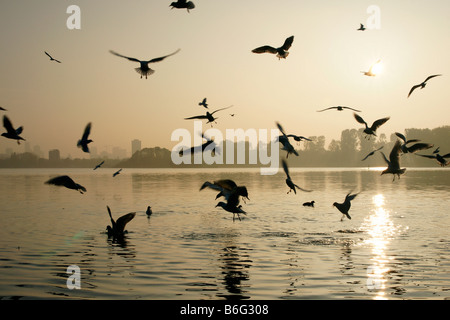 Tanti gregge gabbiani nuoto e due doppie suns shining in acqua di lago Kralingse Rotterdam Paesi Bassi Serata nebbia Foto Stock