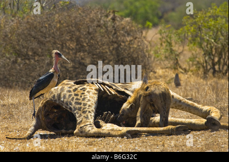 La fauna selvatica Spotted HYAENA carrion mangiare a sud-Afrika sud africa mangiando alimentazione alimentazione scavenger giraffe carrion eater feede Foto Stock