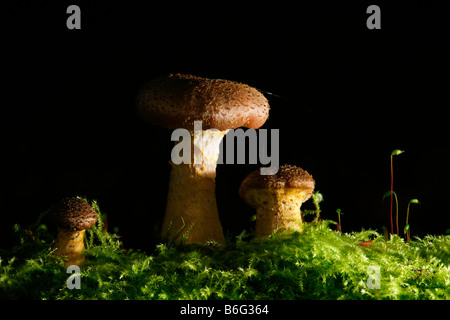 Milkcap Lactarius trivialis corpo fruttifero cresce su legno morto in moss sotto il tappo fungo funghi fungo gruppo Paesi Bassi Foto Stock