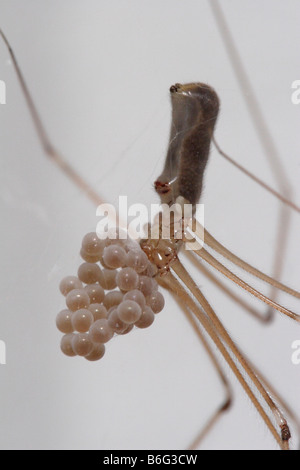 Femmina Pholcus phalangioides o Daddy-Long-gambe-ragno con sacco di uovo Foto Stock