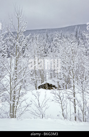 Old log cabin siede tra vacilla Aspen alberi ed è sepolto nella neve fresca vicino Ward, Colorado US Foto Stock