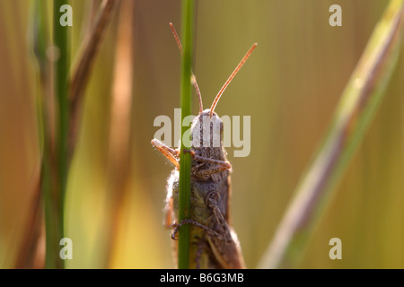 Grasshopper Chorthippus apricarius Foto Stock