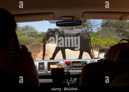 Elefant crossing game drive SAFARI NEL KRUGER KRÜGER NP nationalpark automobile veicolo jeep minibus bus parco nazionale sud-africa Foto Stock