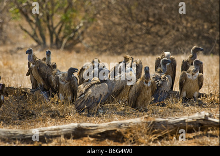 La fauna selvatica molte partite di avvoltoi vulture carrion mangiare a sud-Afrika sud africa attendere in attesa in ombra scavenger Foto Stock