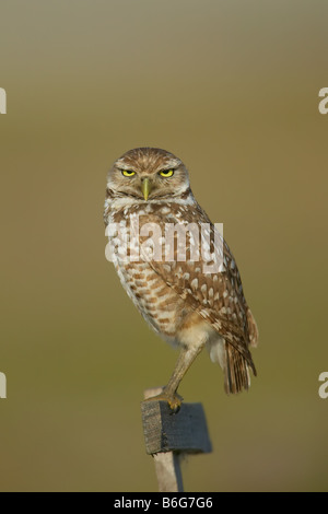 Scavando il gufo permanente sulla T persico nel Cape Corral Florida USA Foto Stock