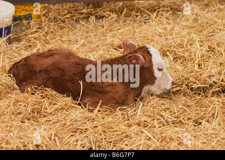 VITELLO DI HEREFORD Foto Stock