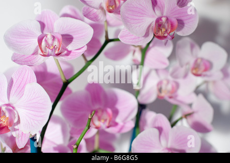 Viola di fiori di orchidea close-up Foto Stock