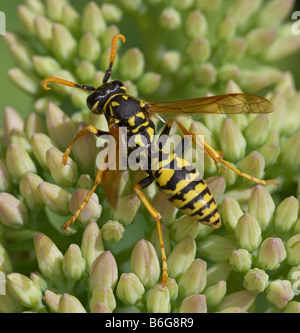 Carta europea Wasp (Polistes dominulus) su stonecrop (sedum Piante succulente | Dicotiledoni) autunno fire Foto Stock