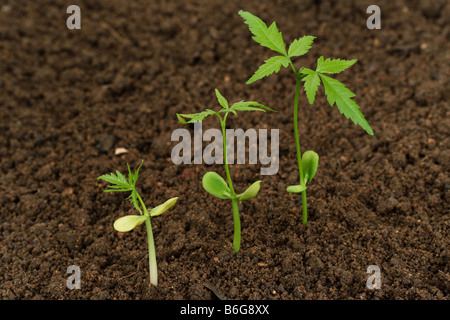 Tre alberelli verde in un fango Foto Stock