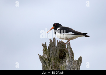 Oystercatcher, Haematopus, presa sulla Costa North Norfolk, Regno Unito Foto Stock