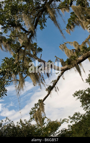 Muschio spagnolo appeso da albero Foto Stock