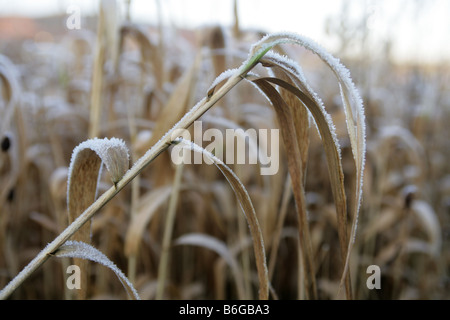 Erbe ricoperta di brina Foto Stock