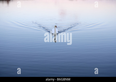 Un cigno nuoto su un Loch in Fife, Scozia Foto Stock