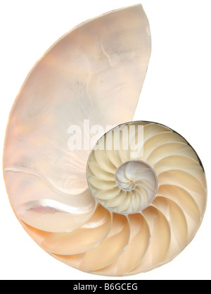 Shell Nautilus closeup isolato su bianco Foto Stock