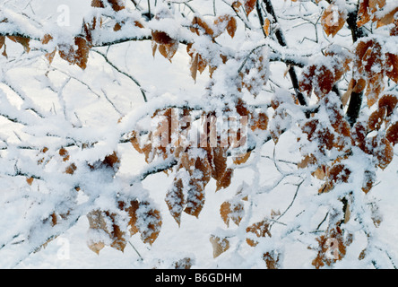 Un inverno tempesta di neve decorano le foglie persistenti di un americano di faggio. 9102 Foto Stock