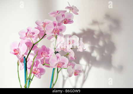 Viola di fiori di orchidea Foto Stock