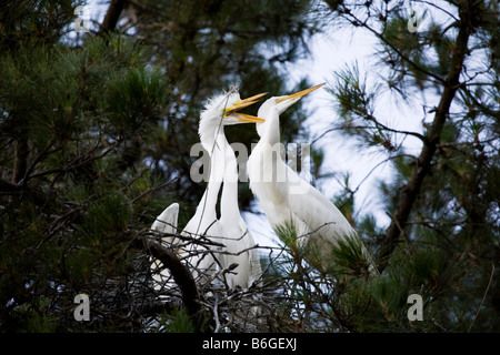 Airone bianco maggiore (Ardea alba) genitore aggredito durante una alimentazione dal suo estremamente aggressivi giovani. Foto Stock