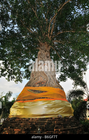 Wat Na Phrameru Rachikaram, Ayutthaya, Thailandia Foto Stock