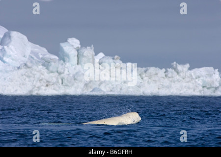 Balena beluga Delphinapterus leucas che nuota in un piombo aperto durante la migrazione primaverile Utqiagvik North Slope Mare di Chukchi Oceano Artico North Slope Alaska Foto Stock