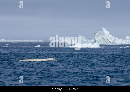 Balena beluga Delphinapterus leucas che nuota in un piombo aperto durante la migrazione primaverile Utqiagvik North Slope Mare di Chukchi Oceano Artico North Slope Alaska Foto Stock