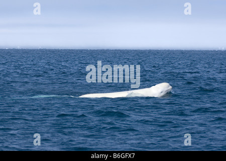 Balena beluga Delphinapterus leucas che nuota in un piombo aperto durante la migrazione primaverile Utqiagvik North Slope Mare di Chukchi Oceano Artico North Slope Alaska Foto Stock