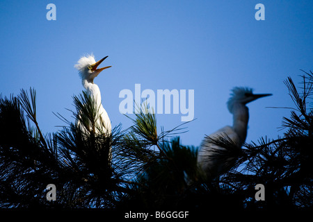 Airone bianco maggiore Ardea alba pulcino canta al sole a galla in mattina presto luce. Foto Stock