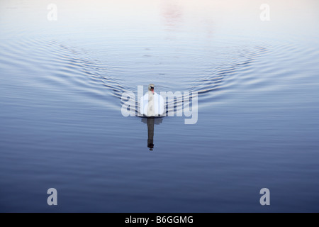 Un cigno nuoto su un Loch in Fife, Scozia Foto Stock