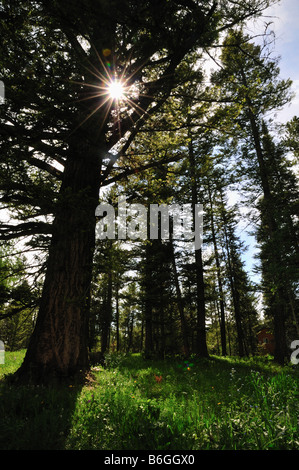 Il sole splende attraverso un supporto di alberi in Montana s Gallatin National Forest Foto Stock