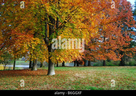 Autunnale di faggio con giallo e foglie d'arancio Foto Stock