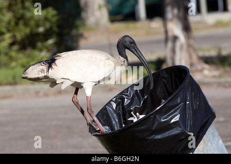 Australian White Ibis, o Sacred Ibis, Threskiornis molucco, vendendo cibo in un bidone di rifiuti. Spesso chiamato 'bin chicken' o 'tip tacchino'. Foto Stock