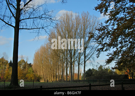 Alberi di pioppo in autunno Foto Stock