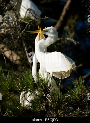 Airone bianco maggiore Ardea alba genitore essendo attaccato dai suoi pulcini per alimenti Foto Stock