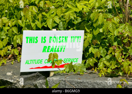 Un segnale di avvertimento in un cerotto di Poison Ivy Toxicodendron radicans Foto Stock