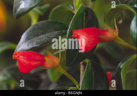 Nematanthus 'Natale Holly' (Goldfish pianta) Foto Stock
