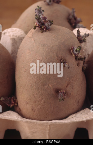 Solanum tuberosum 'Vales Emerald' (patata) prima patata di semi precoce in scatola di uova per la lavorazione. Una croce Maris Peer – Charlotte Foto Stock