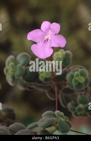 Streptocarpus saxorum forma compatta (Cape primrose) Foto Stock