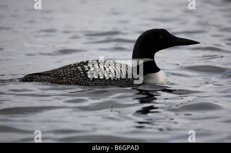 Great Northern Diver a Sharbot Lago Ontario Canada Foto Stock