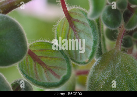 Streptocarpus saxorum forma compatta (Cape primrose) Close up di foglie della pianta. Foto Stock