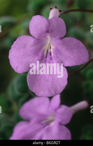 Streptocarpus saxorum forma compatta (Cape primrose) Foto Stock