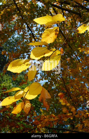 Dettaglio di autunnale di faggio con sole foglie di giallo Foto Stock