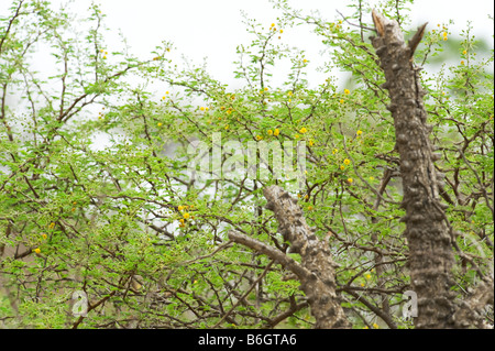 south-africa ACACIA tree ACACIATREE bush bushland with new green light leaves flowering spring spine yellow blossoms Foto Stock
